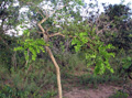 Enterolobium gummiferum